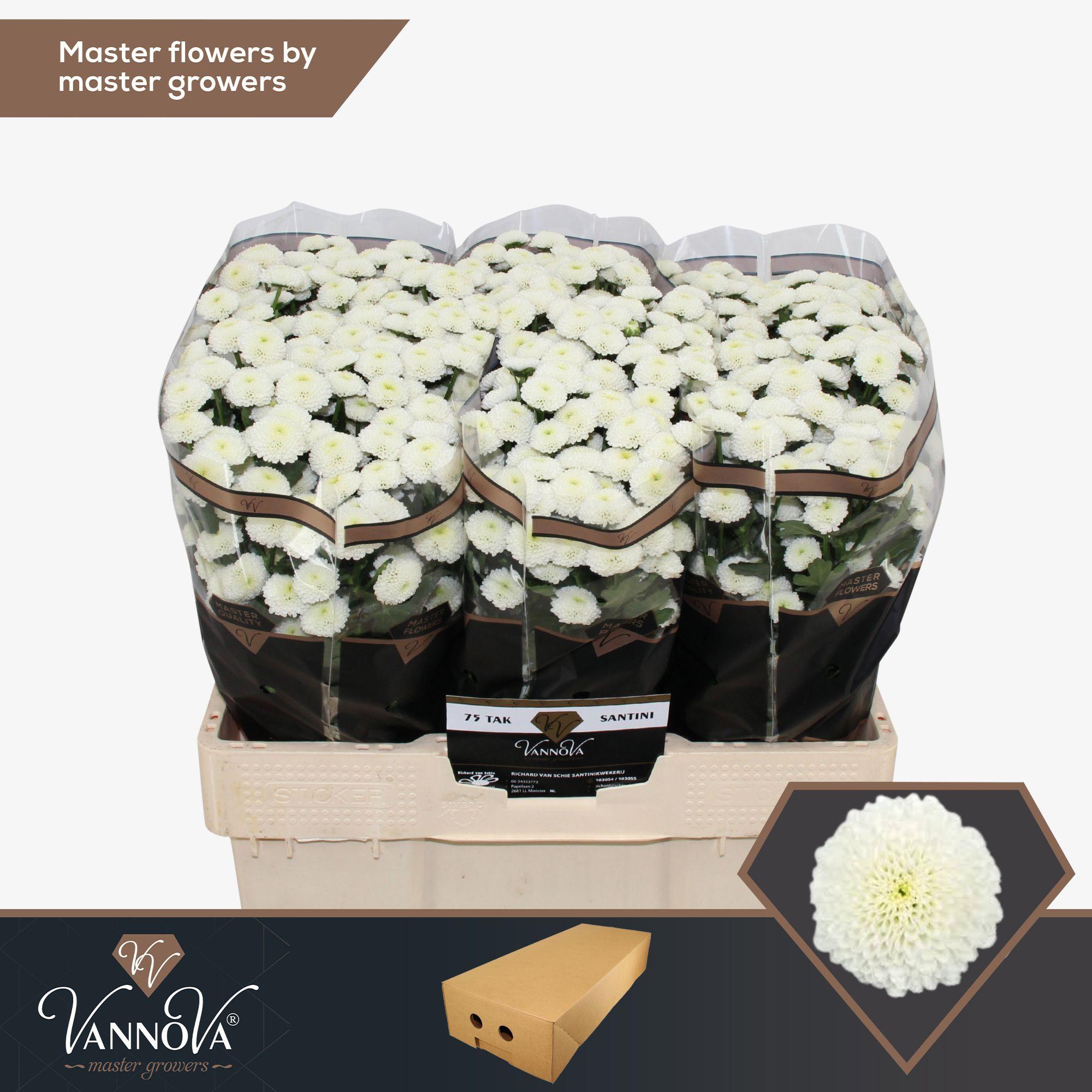 Срезанные цветы оптом Chrys sa pizarro от 100шт из Голландии с доставкой по России