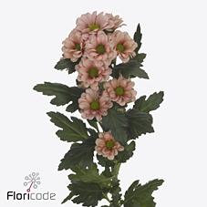 Срезанные цветы оптом Chrys sa babette от 75шт. из Голландии с доставкой по России