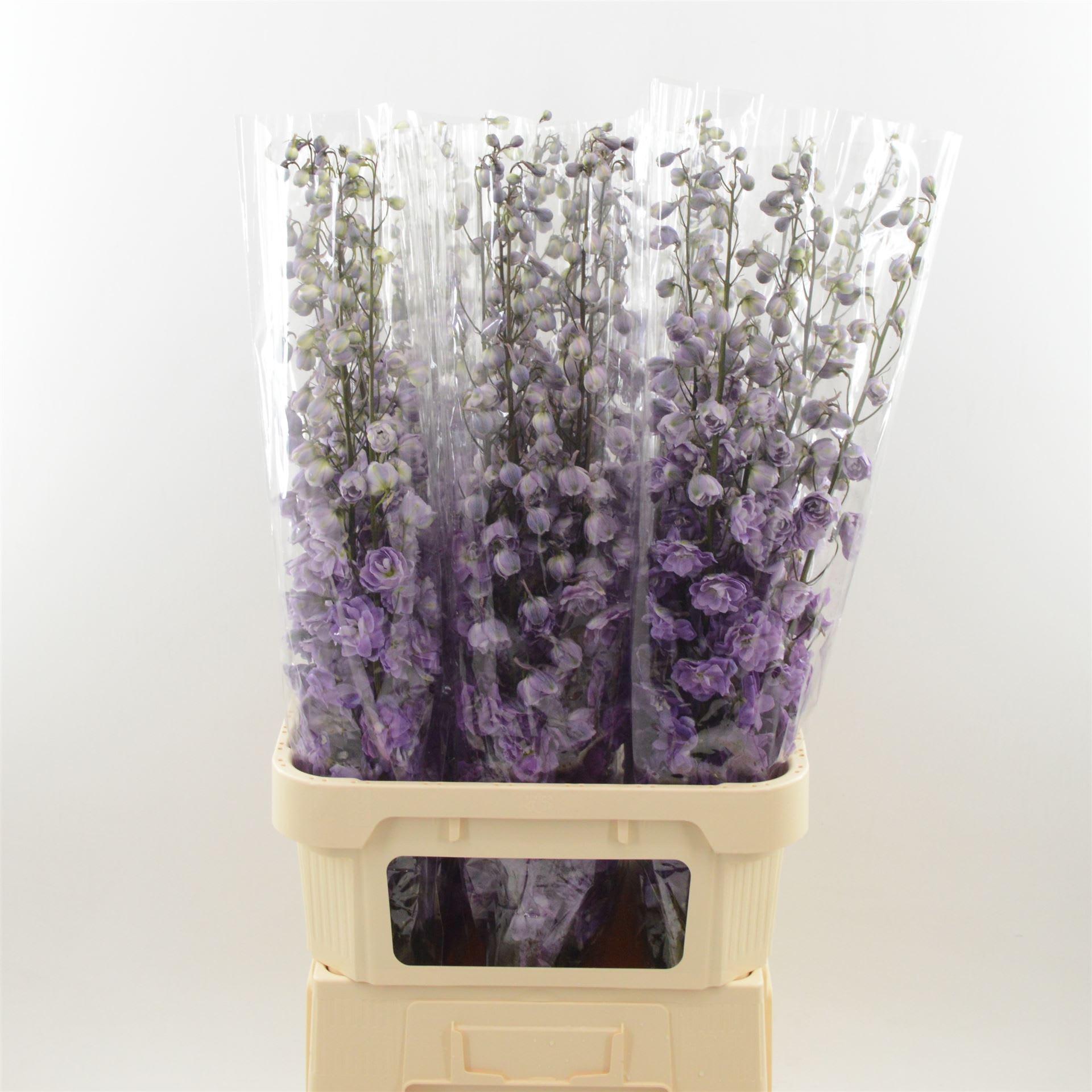 Срезанные цветы оптом Delphinium do dev mojo magenta от 30шт из Голландии с доставкой по России