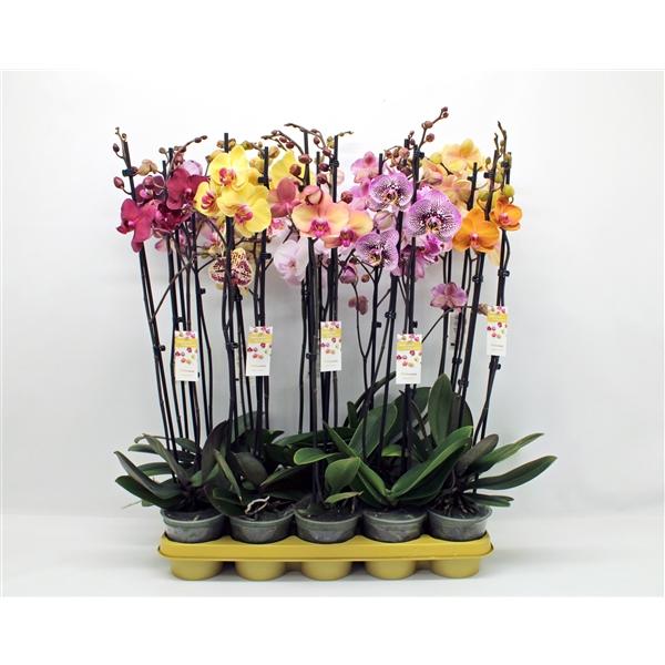Горшечные цветы и растения оптом Phal 2st Mix 16+ (phalaenova) от 10шт из Голландии с доставкой по России