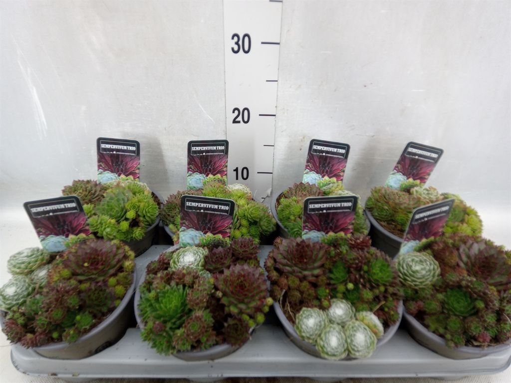 Горшечные цветы и растения оптом Sempervivum   ...mix от 8шт из Голландии с доставкой по России