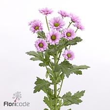 Срезанные цветы оптом Chrys sa melody от 75шт из Голландии с доставкой по России