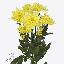 Срезанные цветы оптом Chrys sp pina colada yellow от 80шт. из Голландии с доставкой по России Срезанные цветы оптом Chrys sp pina colada yellow от 80шт. из Голландии с доставкой по России