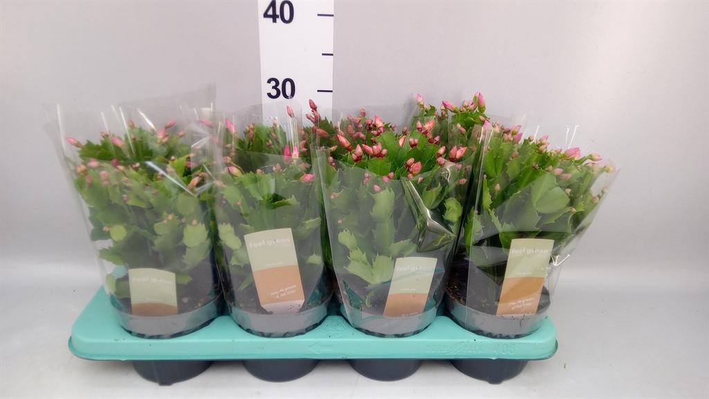 Горшечные цветы и растения оптом Schlumbergera Mix 30+ (decorum) от 8шт из Голландии с доставкой по России