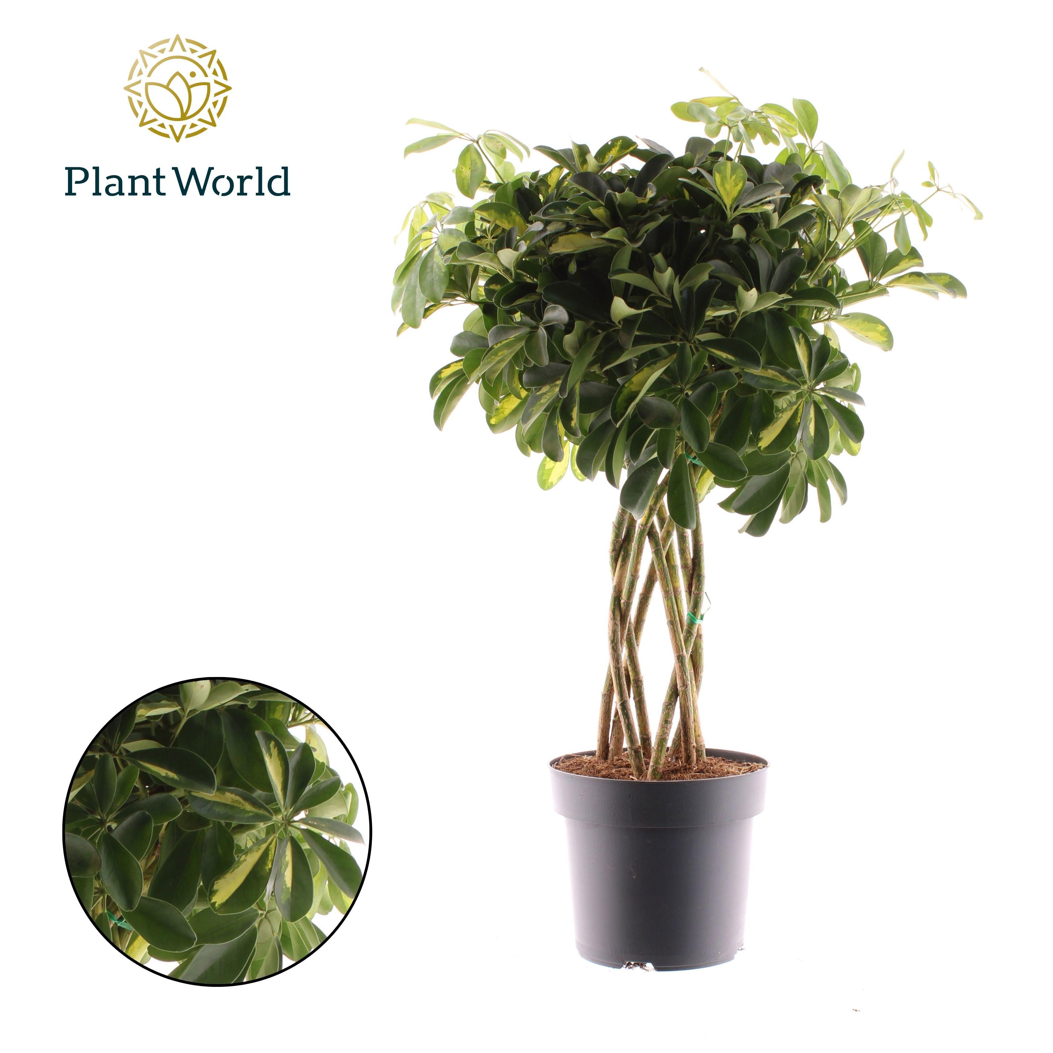 Горшечные цветы и растения оптом Schefflera Gold Capella Tube (decorum) от 1шт из Голландии с доставкой по России