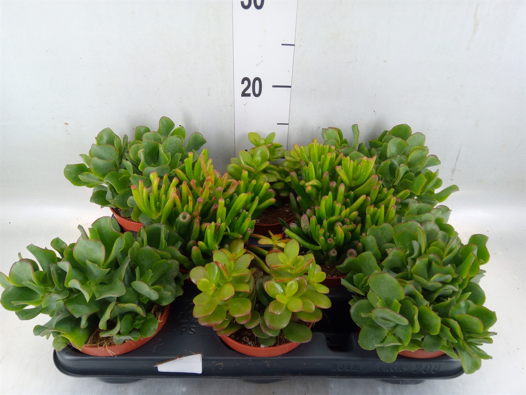 Горшечные цветы и растения оптом Crassula   ...mix от 8шт из Голландии с доставкой по России