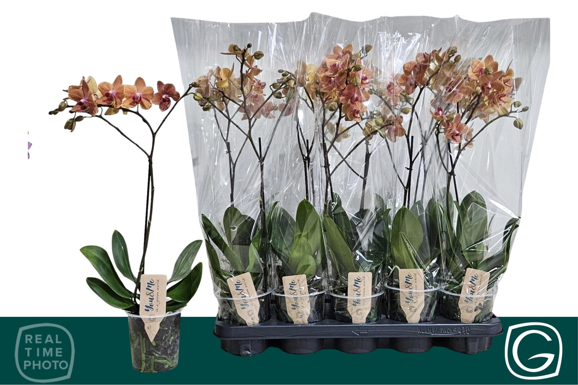 Горшечные цветы и растения оптом Phal Mf Ov от 10шт из Голландии с доставкой по России