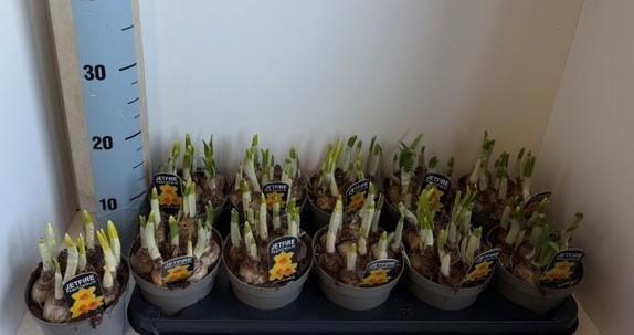 Горшечные цветы и растения оптом Narc C Jetfire от 10шт из Голландии с доставкой по России