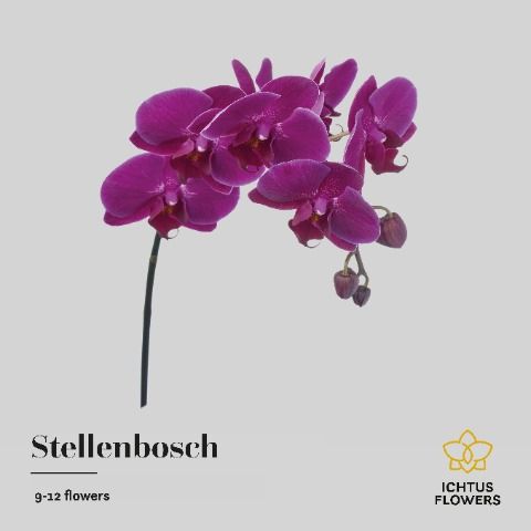 Срезанные цветы оптом Phalaenopsis anthura stellenbosch (per stem) от 4шт... из Голландии с доставкой по России