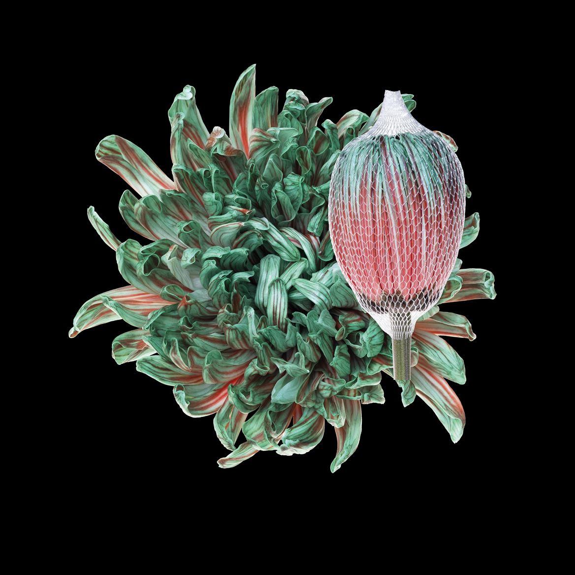 Срезанные цветы оптом Chrys bl paint antonov menthol red от 40шт из Голландии с доставкой по России