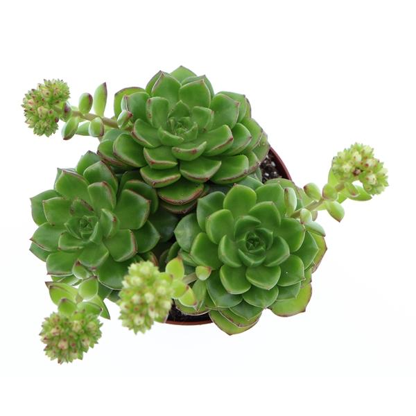 Горшечные цветы и растения оптом Echeveria Multicaulus от 12шт (для телеги) из Голландии с доставкой по России