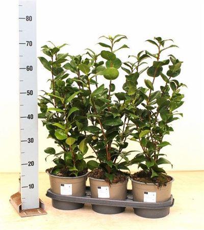 Горшечные цветы и растения оптом Camelia Japonica 10+ от 3шт из Голландии с доставкой по России
