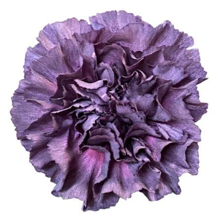 Срезанные цветы оптом Dianthus st extasis от 80шт из Голландии с доставкой по России