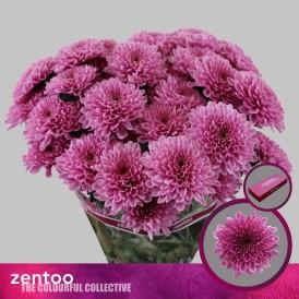 Срезанные цветы оптом Chrys sp fabienne от 80шт из Голландии с доставкой по России