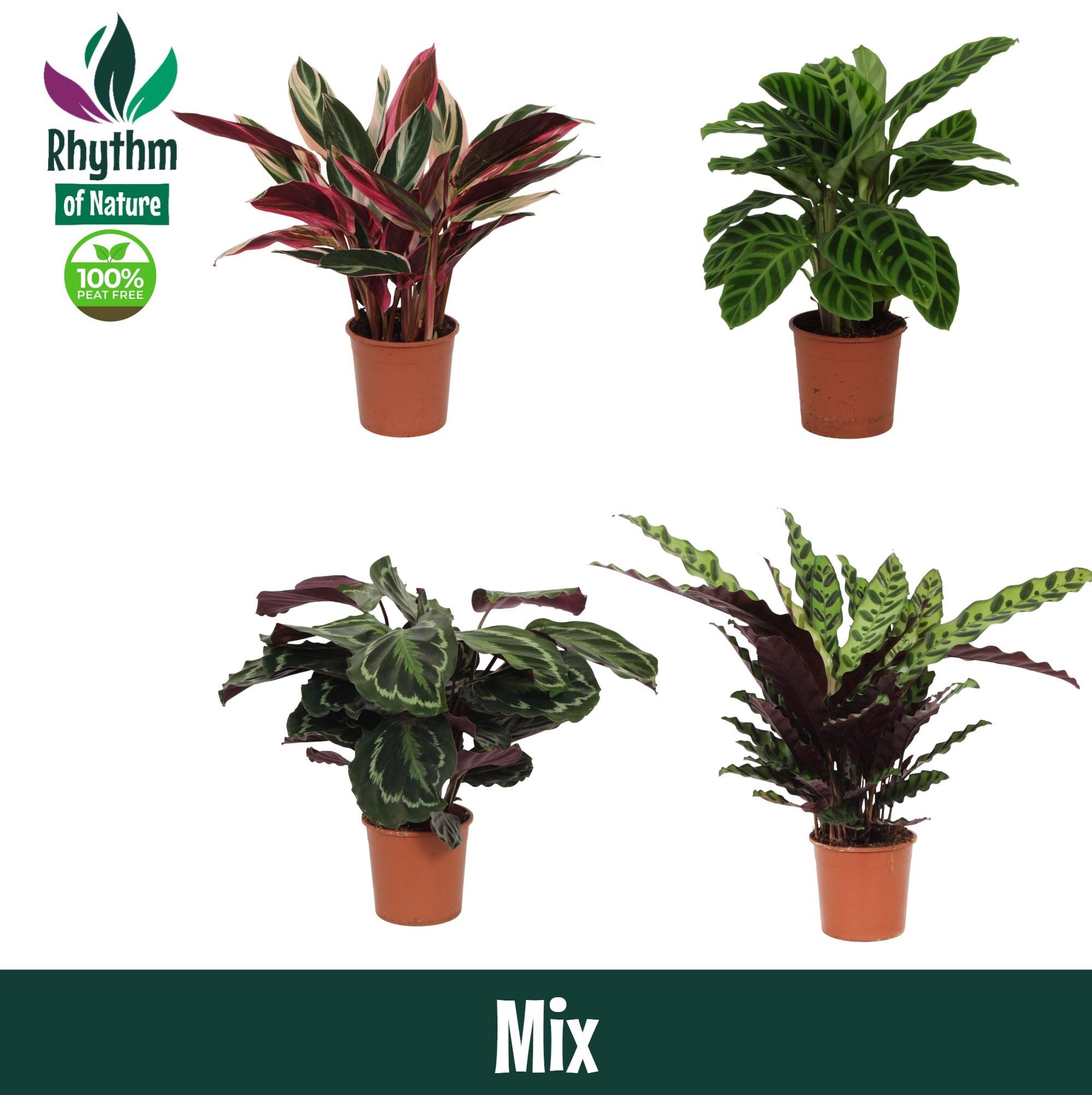 Горшечные цветы и растения оптом Calathea Mix A от 8шт из Голландии с доставкой по России