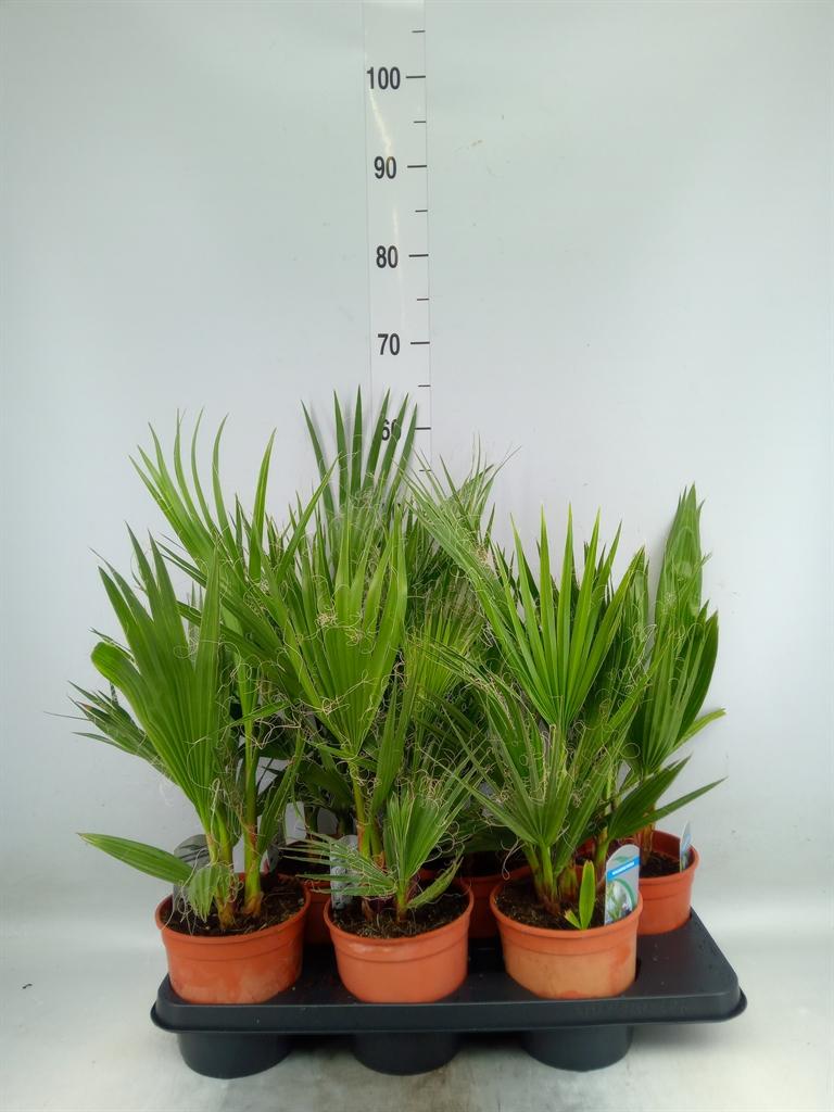 Горшечные цветы и растения оптом Washingtonia Filifera от 6шт из Голландии с доставкой по России