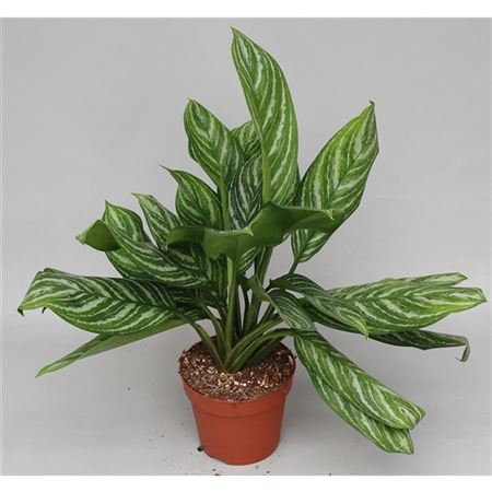 Горшечные цветы и растения оптом Aglaonema Stripes от 6шт из Голландии с доставкой по России