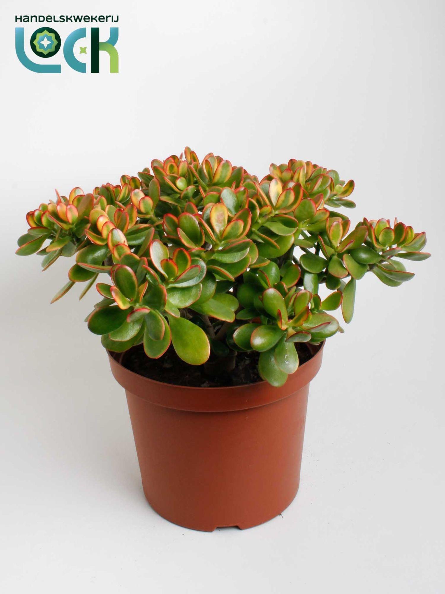 Горшечные цветы и растения оптом Crassula Sunset от 2шт из Голландии с доставкой по России