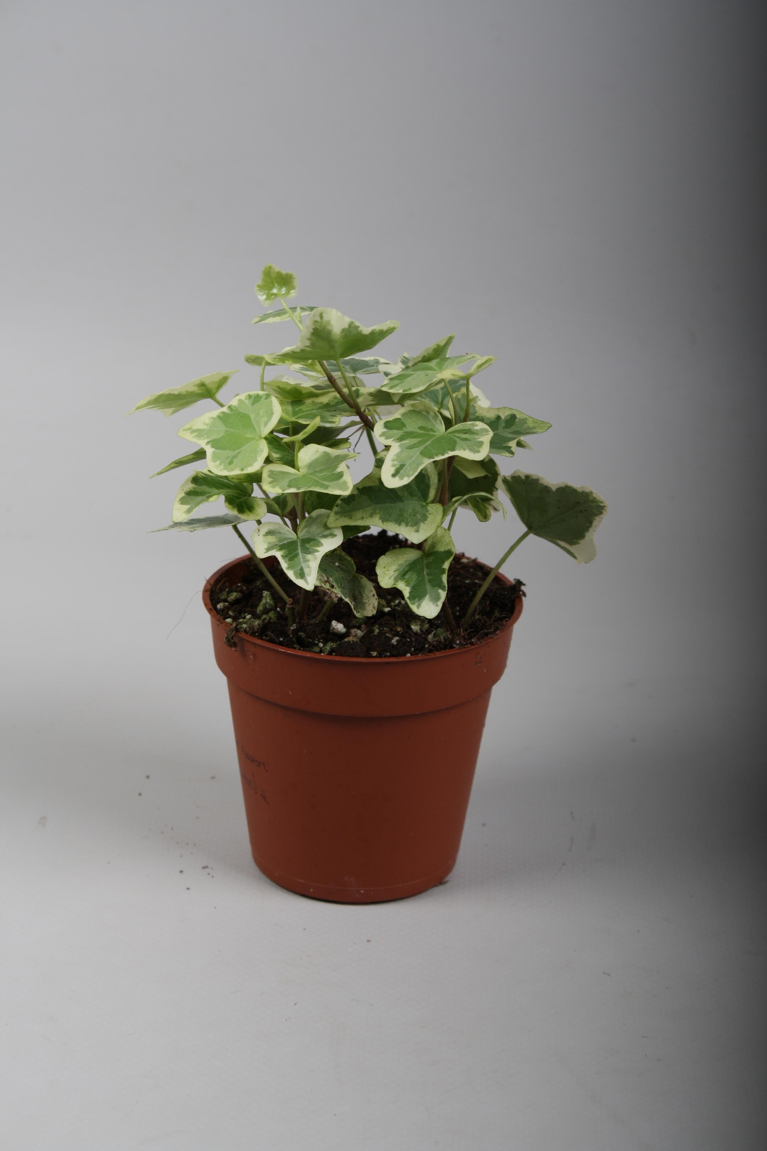 Горшечные цветы и растения оптом Hedera Helix White Wonder от 18шт (для телеги) из Голландии с доставкой по России