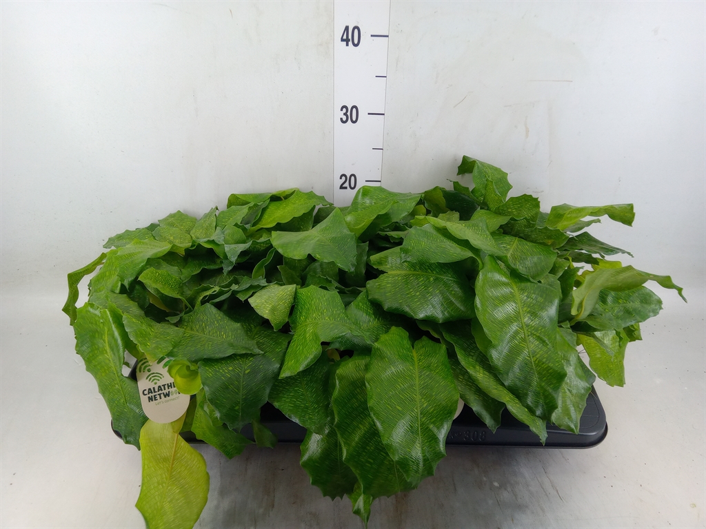 Горшечные цветы и растения оптом Calathea   ... от 8шт из Голландии с доставкой по России