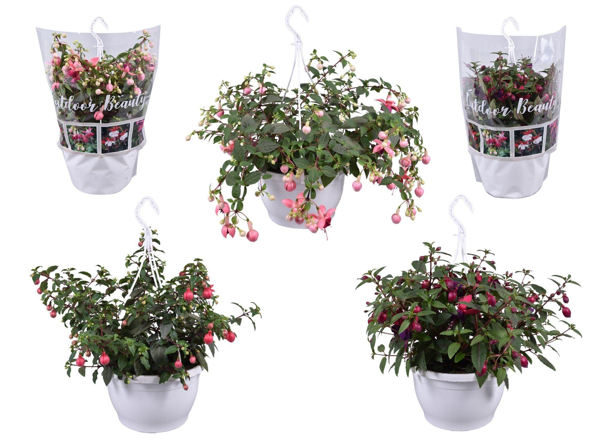 Горшечные цветы и растения оптом Fuchsia Gemengd 2-3 Kleuren Hangpot 25cm от 1шт из Голландии с доставкой по России