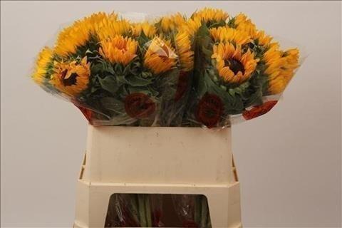 Срезанные цветы оптом Helianthus orange fire от 40шт из Голландии с доставкой по России