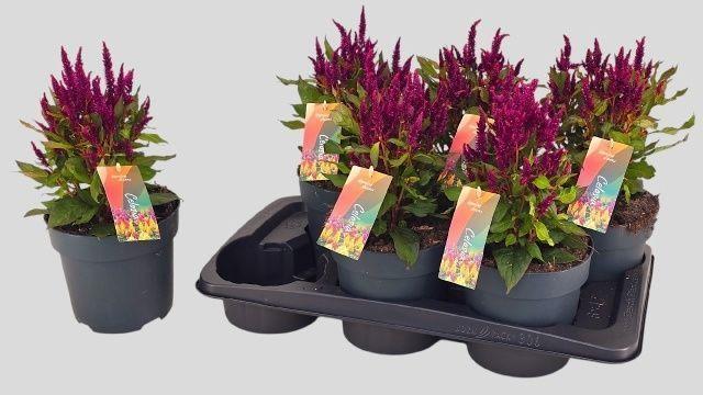 Горшечные цветы и растения оптом Cel Pl Kel Fire Purp от 6шт из Голландии с доставкой по России