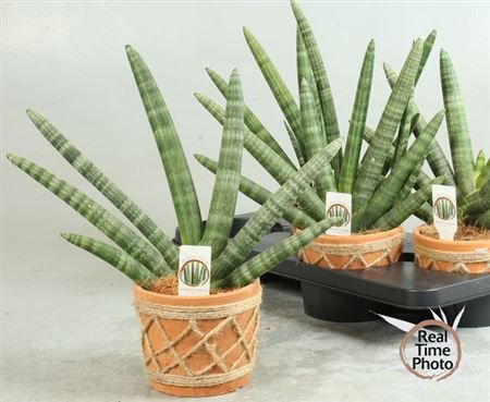 Горшечные цветы и растения оптом Sansev Cy Handshake Decopot от 4шт из Голландии с доставкой по России