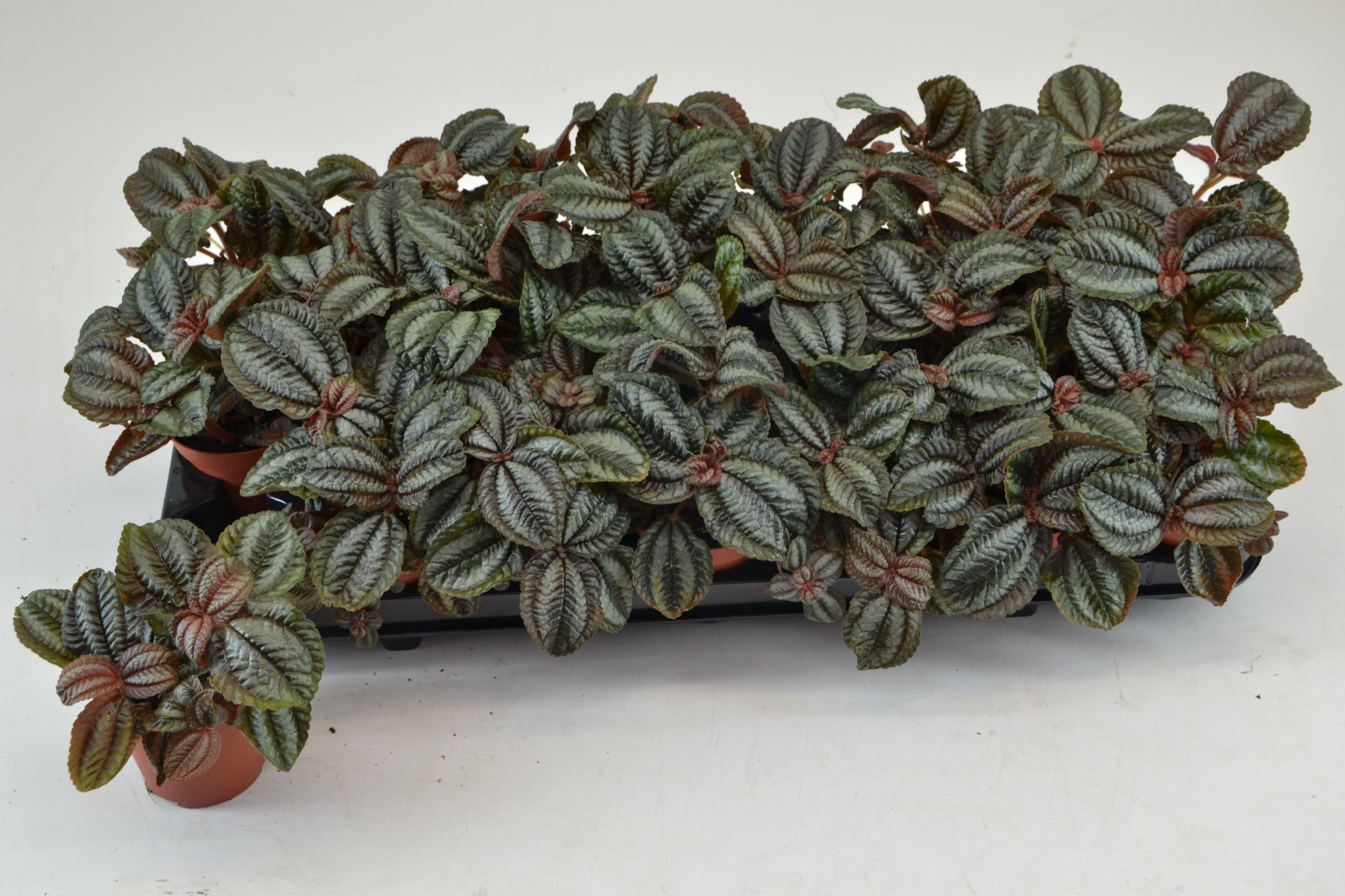 Горшечные цветы и растения оптом Pilea Norfolk от 21шт (для телеги) из Голландии с доставкой по России