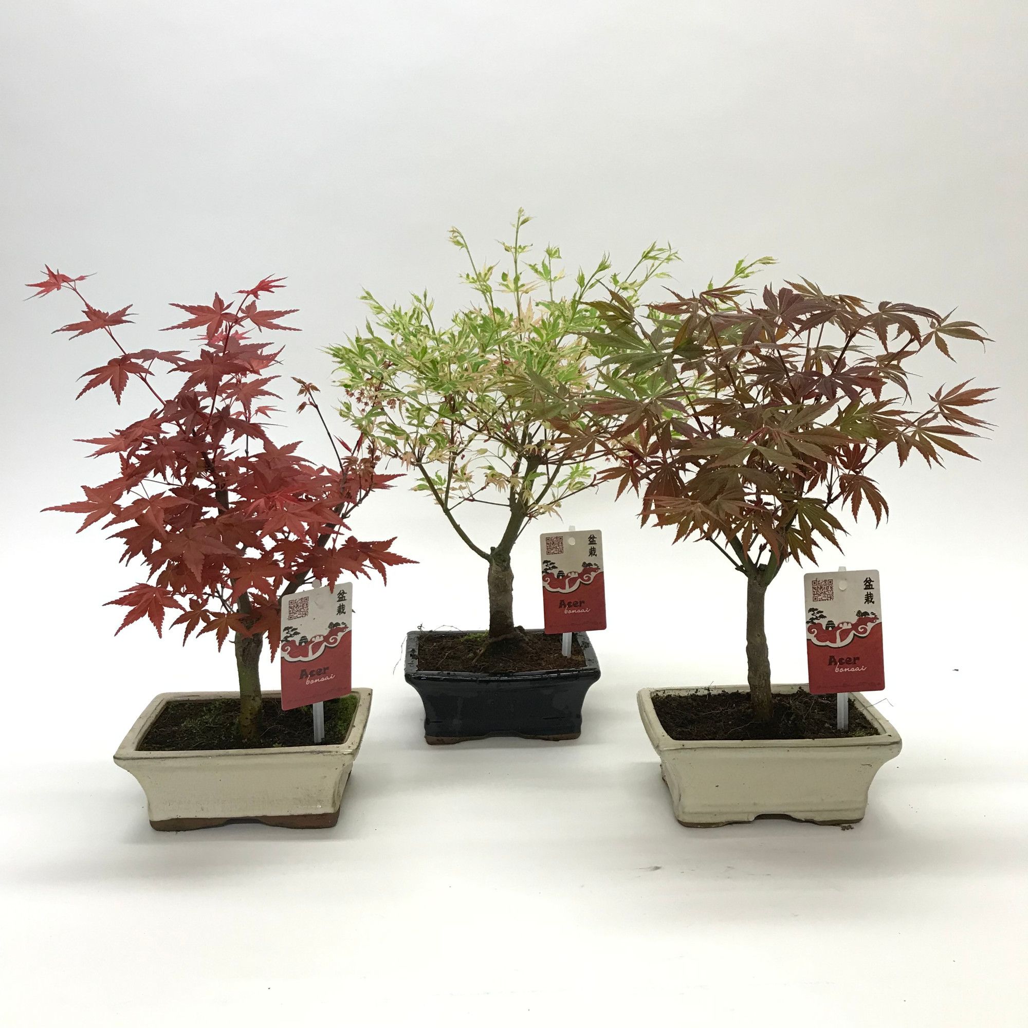 Горшечные цветы и растения оптом Bonsai Acer Mix от 8шт из Голландии с доставкой по России