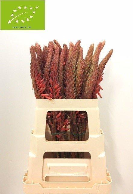 Срезанные цветы оптом Aloe vera cutflower от 30шт из Голландии с доставкой по России