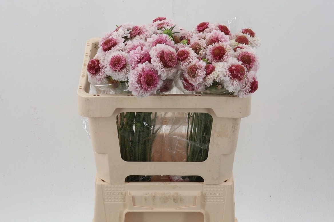 Срезанные цветы оптом Scabiosa strawberry hoop scoop от 60шт из Голландии с доставкой по России