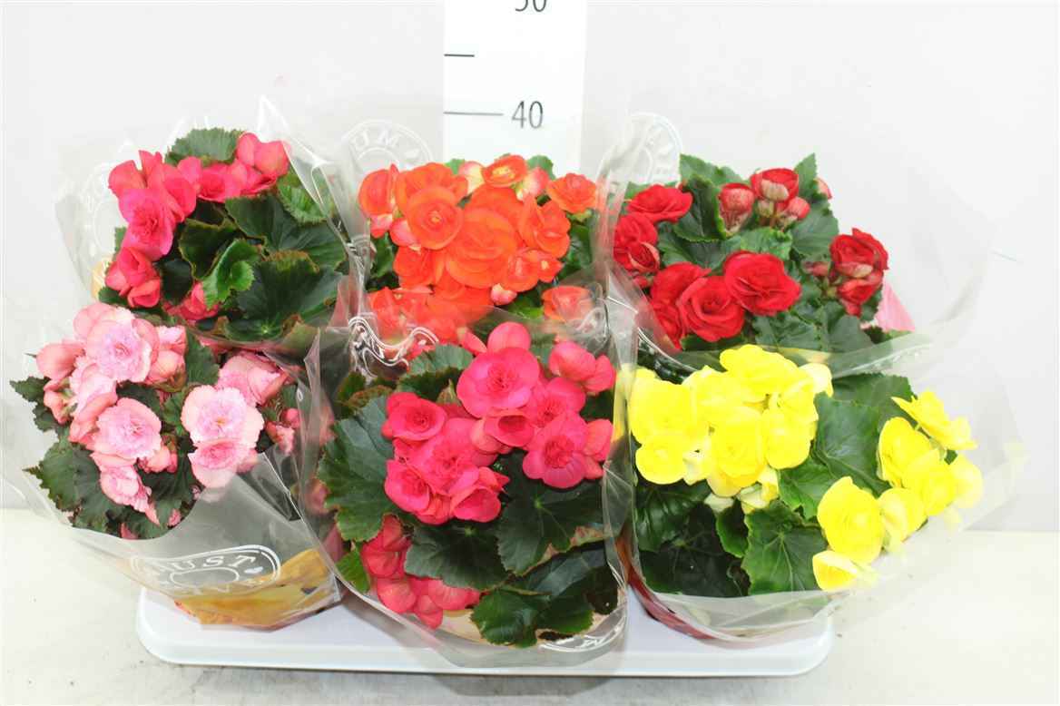 Горшечные цветы и растения оптом Begonia Du Gemengd от 6шт из Голландии с доставкой по России