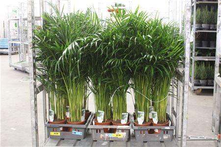 Горшечные цветы и растения оптом Dypsis Lutescens 20 Stek 19cm Pot от 4шт из Голландии с доставкой по России