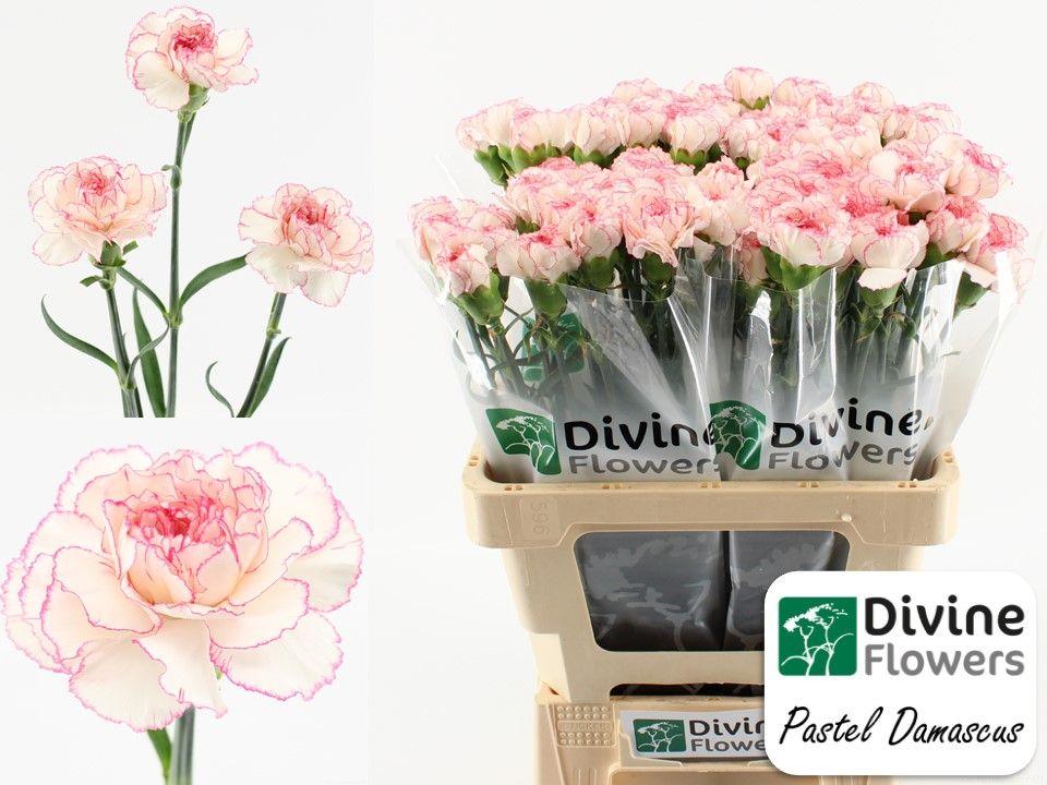 Срезанные цветы оптом Dianthus st pastel damascus от 80шт из Голландии с доставкой по России