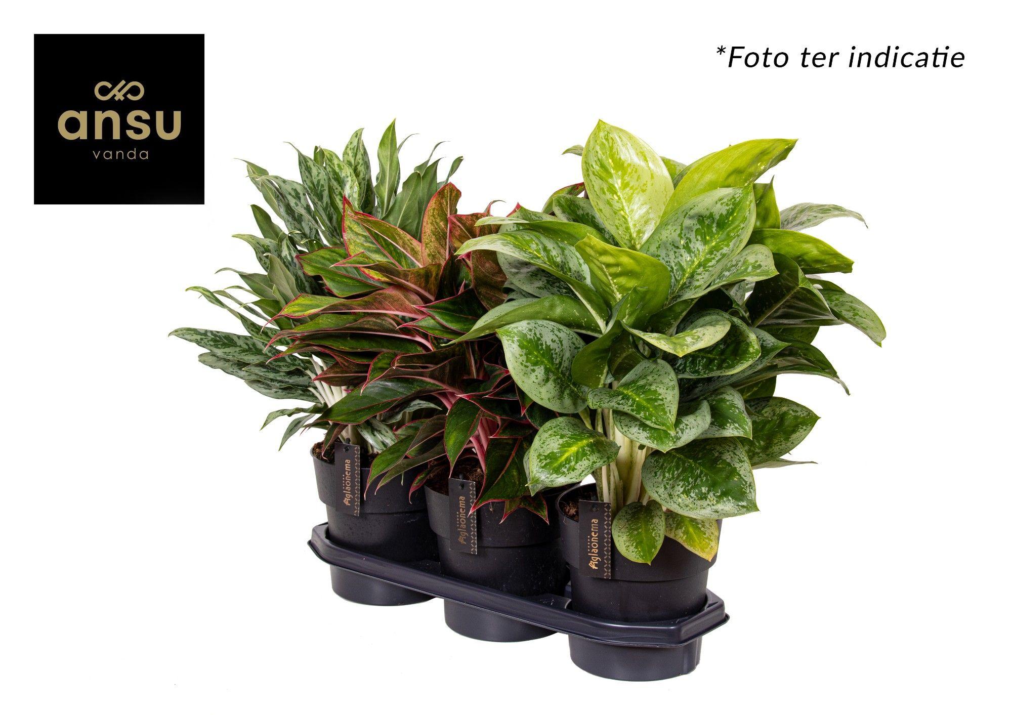 Горшечные цветы и растения оптом Aglaonema Mix Xxl от 3шт из Голландии с доставкой по России
