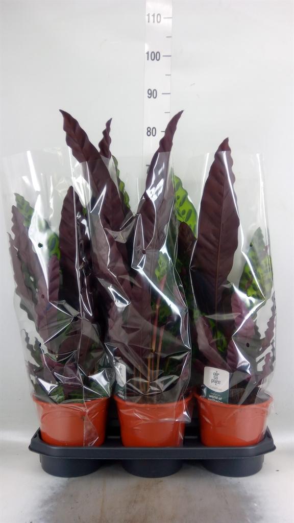 Горшечные цветы и растения оптом Calathea Lancifolia от 3шт из Голландии с доставкой по России