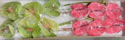 Срезанные цветы оптом Anthurium mix in box от 12шт из Голландии с доставкой по России