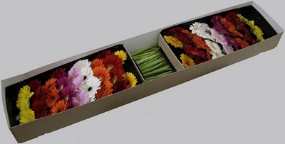 Срезанные цветы оптом Germini mix in row от 60шт из Голландии с доставкой по России