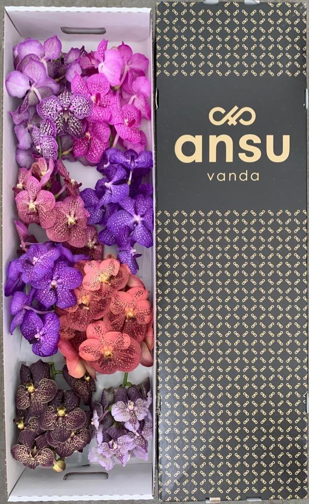 Срезанные цветы оптом Vanda mix in box от 8шт из Голландии с доставкой по России