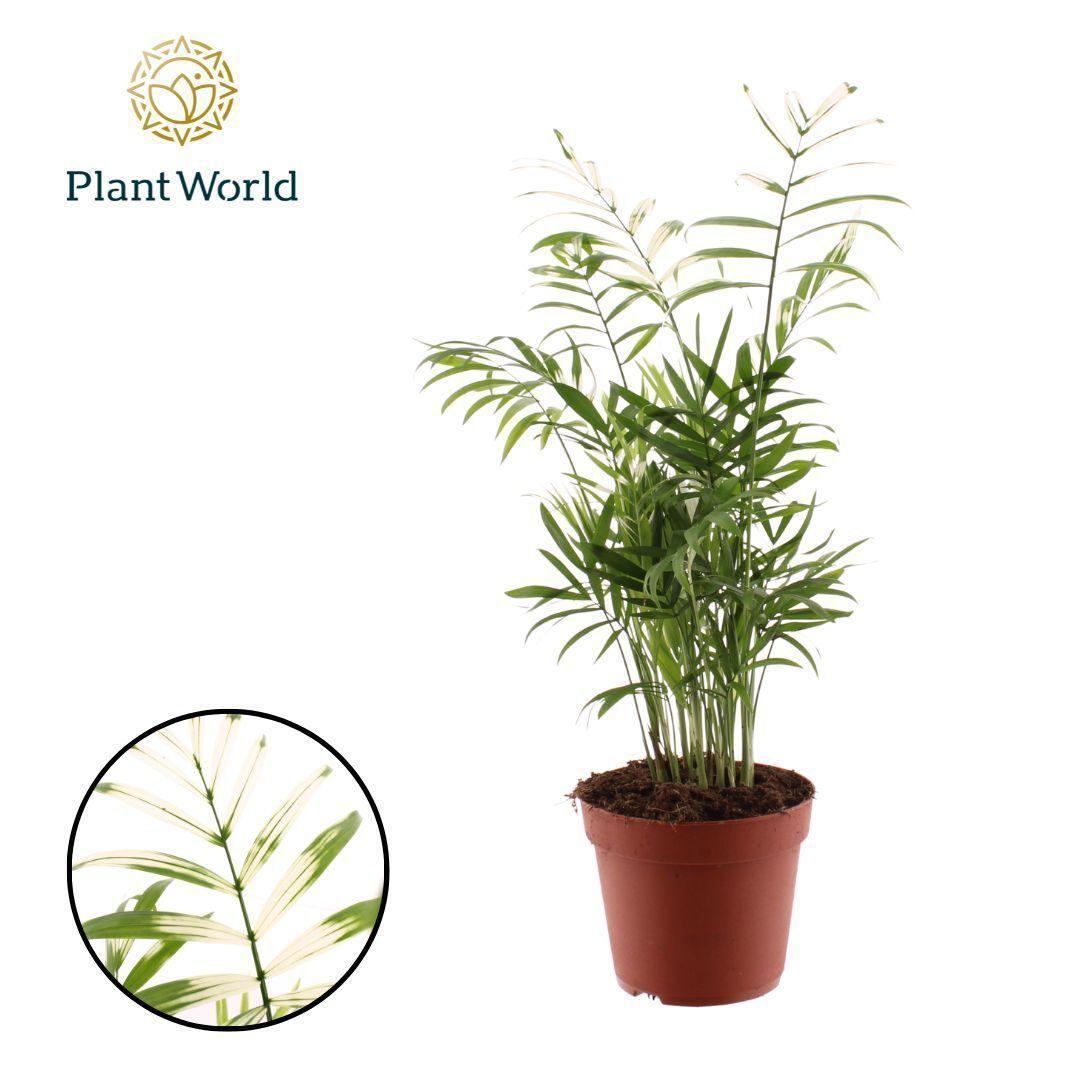 Горшечные цветы и растения оптом Chamaedorea Elegans Variegata от 7шт из Голландии с доставкой по России