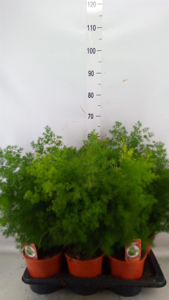 Горшечные цветы и растения оптом Asparagus Umbellatus от 6шт из Голландии с доставкой по России