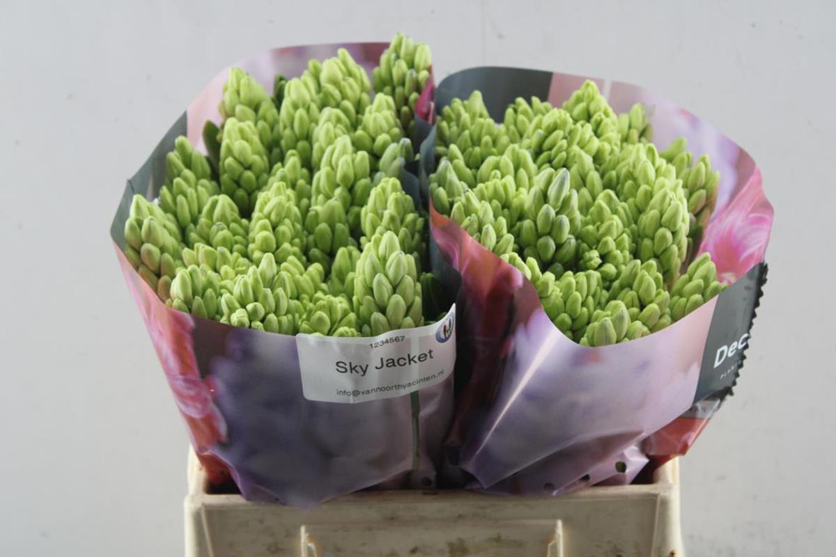 Срезанные цветы оптом Hyacinthus sky jacket от 50шт из Голландии с доставкой по России