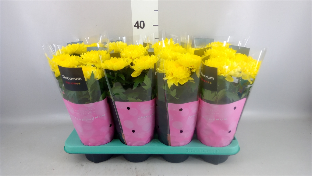 Горшечные цветы и растения оптом Chrysanthemum supernova Yellow от 8шт из Голландии с доставкой по России