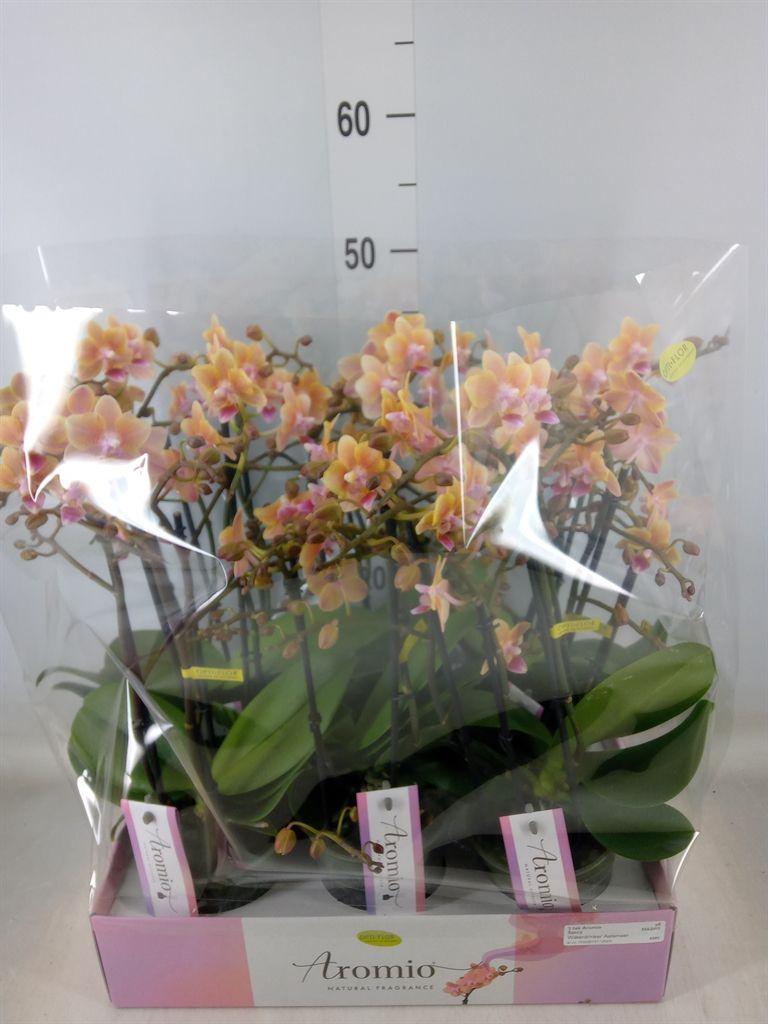 Горшечные цветы и растения оптом Phalaenopsis Multi.   ...yellow от 6шт из Голландии с доставкой по России