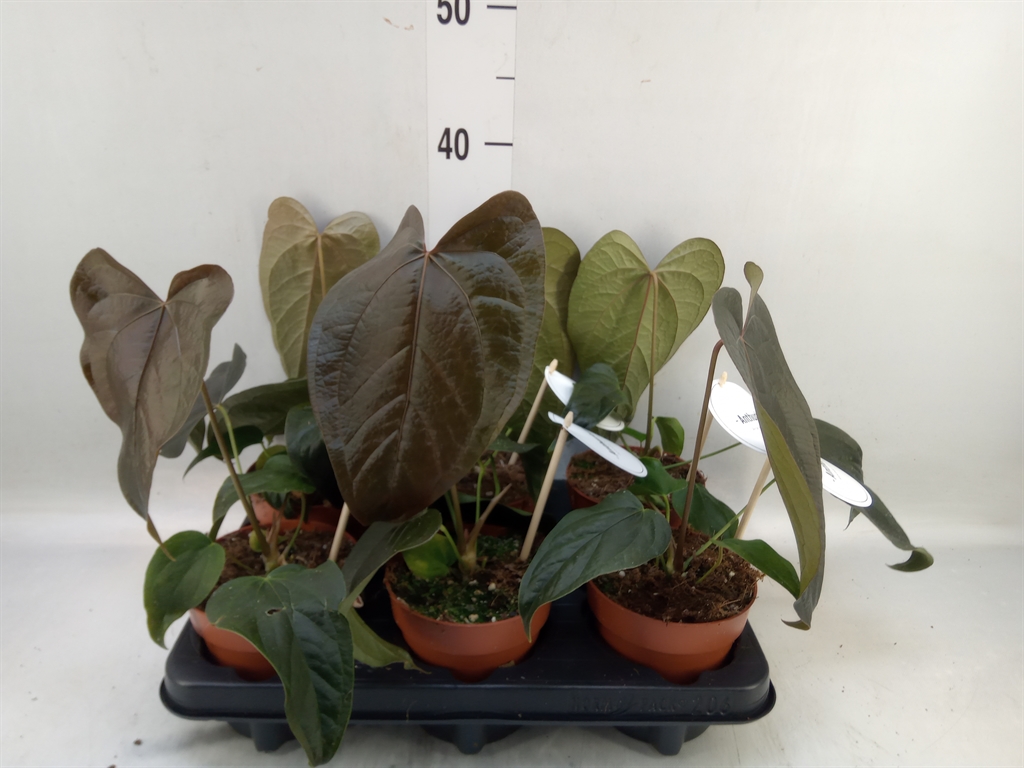 Горшечные цветы и растения оптом Anthurium   ... от 6шт из Голландии с доставкой по России