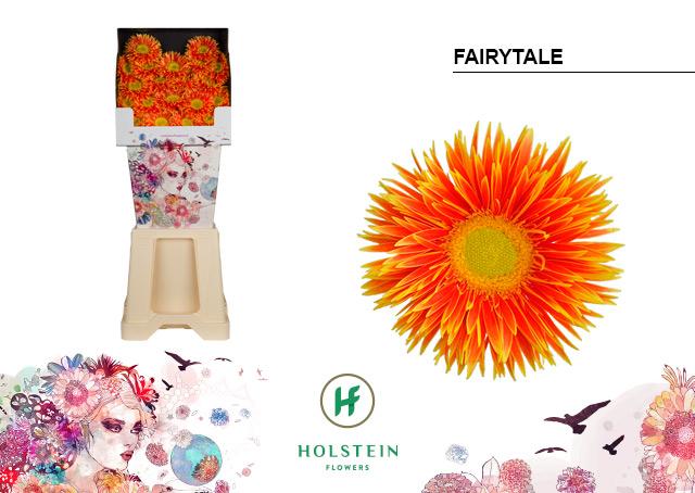 Срезанные цветы оптом Germini diamond gerspider fairytale от 80шт из Голландии с доставкой по России