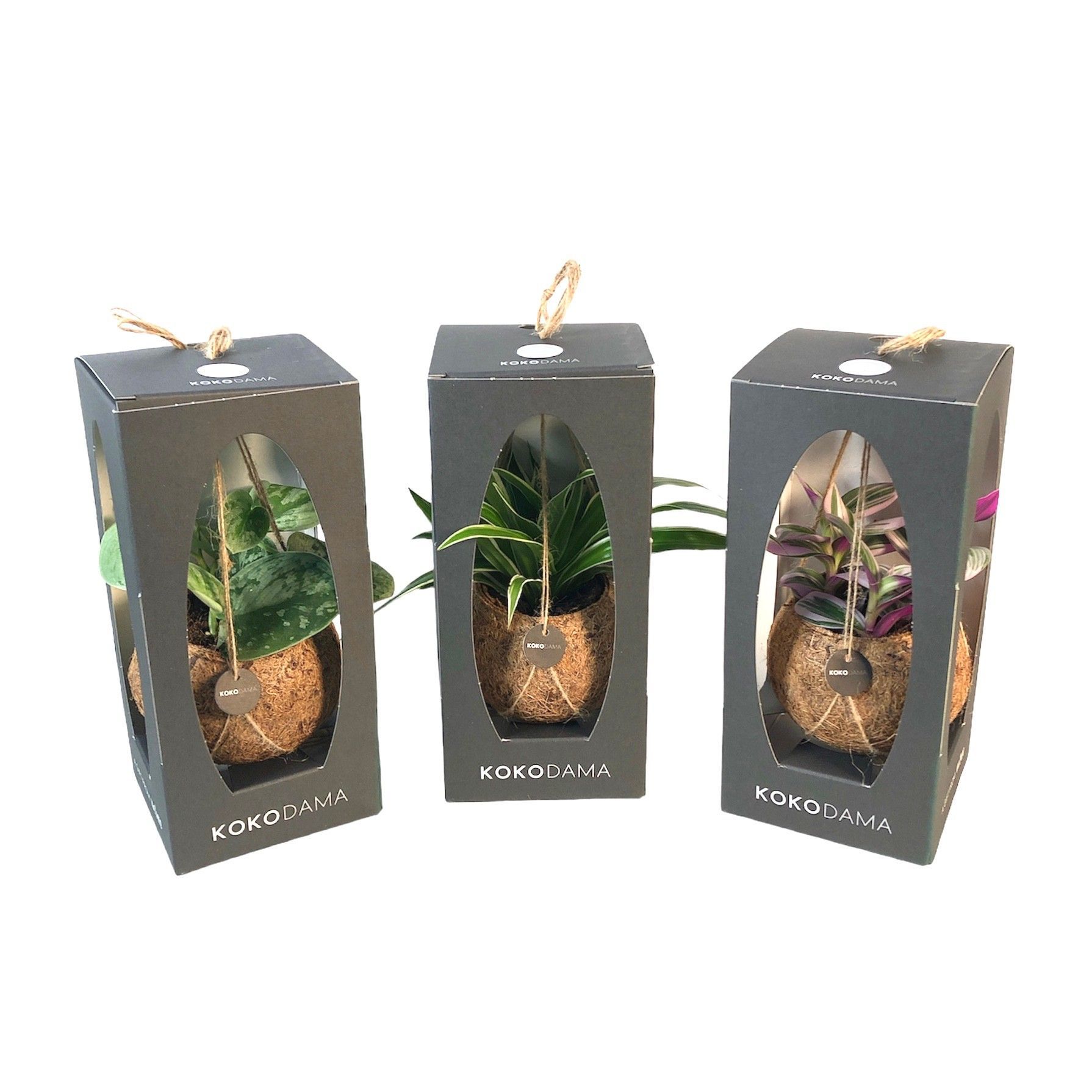 Горшечные цветы и растения оптом Kamerpl Gem Gr 3 Srt от 6шт из Голландии с доставкой по России