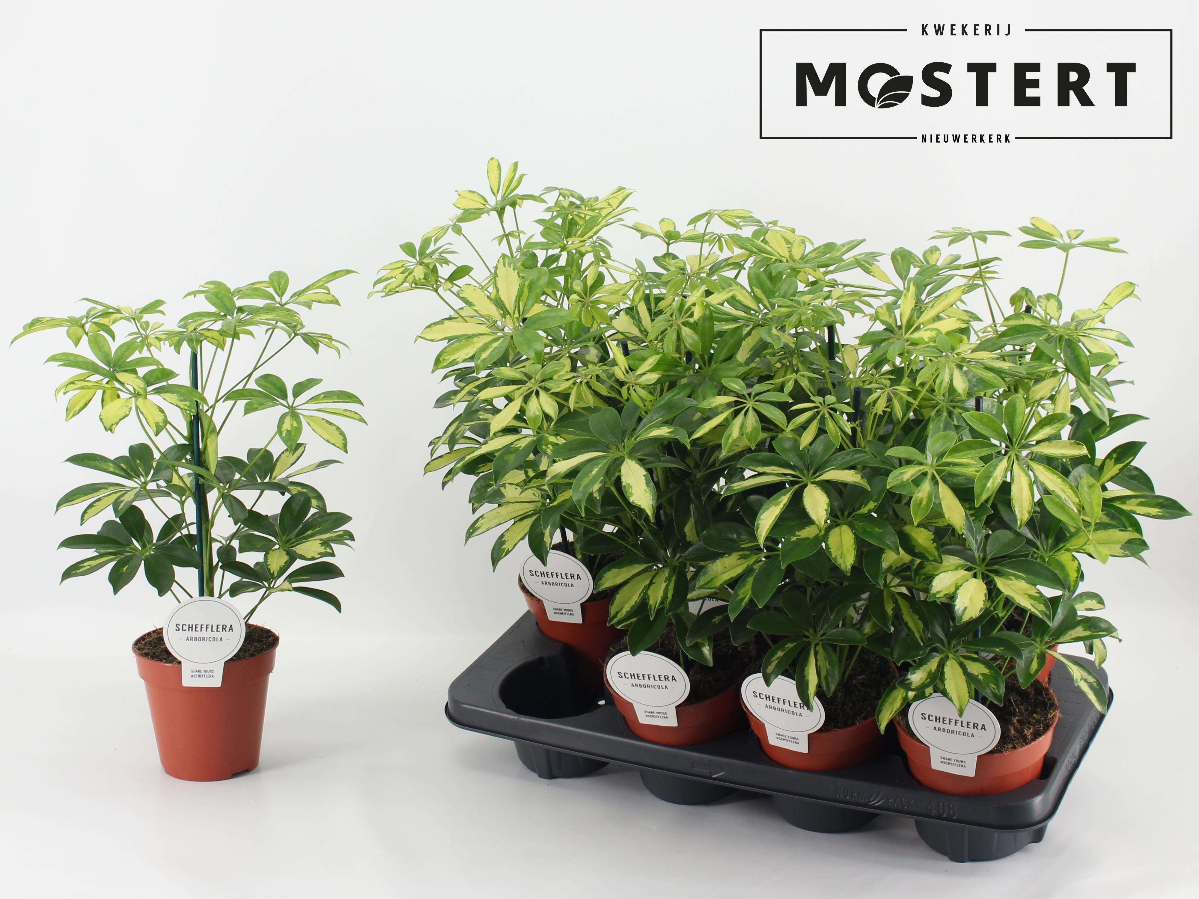 Горшечные цветы и растения оптом Schef Ar Gerda от 8шт из Голландии с доставкой по России