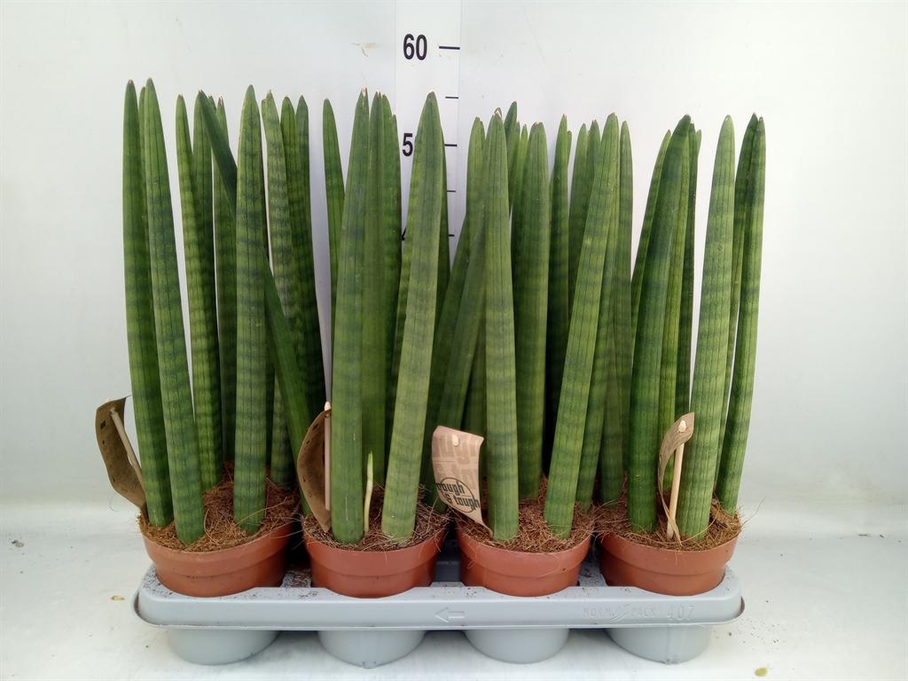 Горшечные цветы и растения оптом Sansevieria Cyl.  ... от 7шт из Голландии с доставкой по России